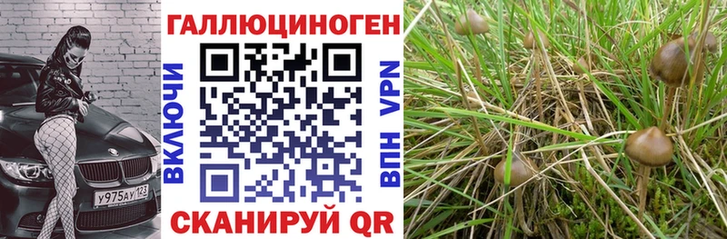 Галлюциногенные грибы Psilocybe  Баймак 